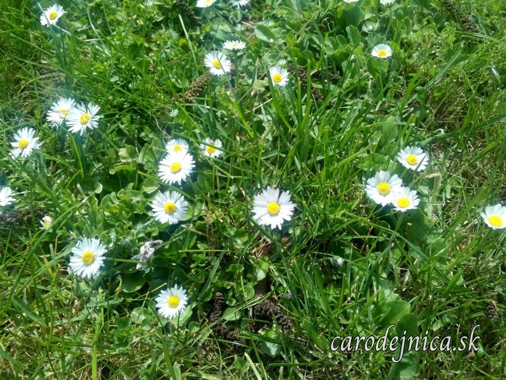 Rozkvitnuté sedmikrásky v tráve