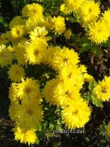 žlté chryzantémy