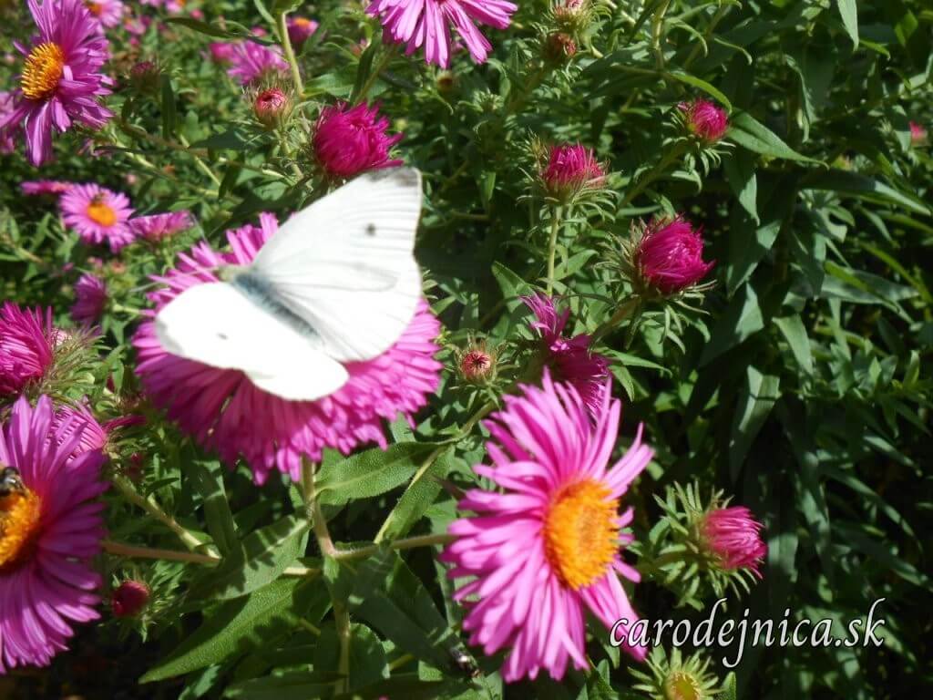 biely motýľ na chryzantéme